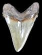 Serrated Chubutensis Tooth - Megalodon Ancestor #31604-1